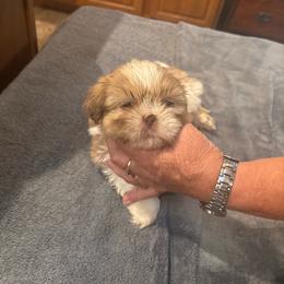 Puppy 2 - Gold and white male Shih Tzu puppy in Martinton, Illinois from Iroquois River Beagles