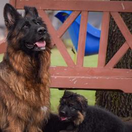 German Shepherds from Gunter Gables German Shepherds