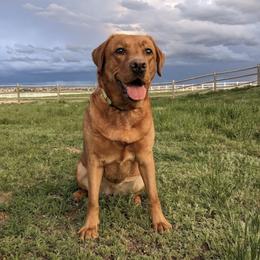 Labrador Retrievers from Ruff Roads Labradors