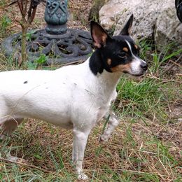 Wednesday - Rat Terrier