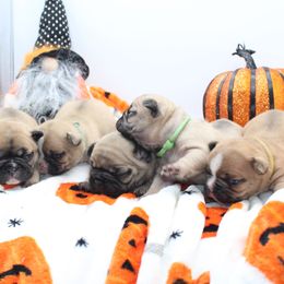 French Bulldog Puppies from Infinity Frenchies