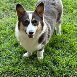 Monkey - Pembroke Welsh Corgi