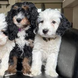 Bernedoodles from Big Sky Bernedoodles