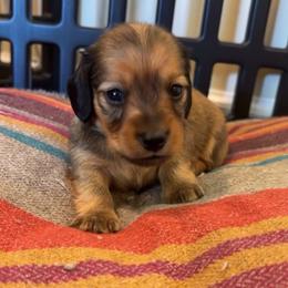 Roman - Red male Dachshund puppy in Clarksdale, Mississippi from Bo Didley's Doxies