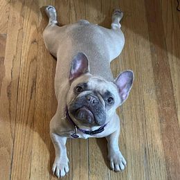 French Bulldogs from Detroit Frenchies