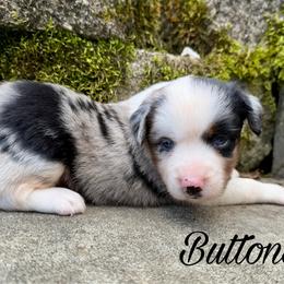 Buttons - Blue merle female Miniature Australian Shepherd puppy in Sandy Hook, Kentucky from RidgeTop Aussies