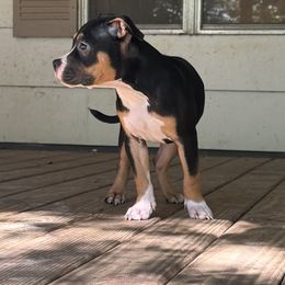 Star - Black tri-color female American Bully puppy in Tallahassee, Florida from Alpha Street Bully Kennels