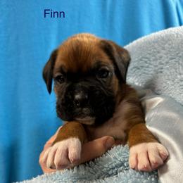 Finn - Fawn male Boxer puppy in Elyria, Ohio from Just-A-Wyn Boxers