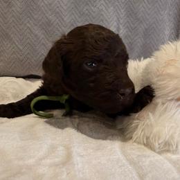 Cider - Brown male Poodle puppy in Cleveland, Texas from Jolley Poodles