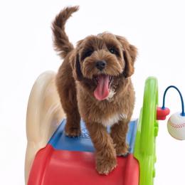 Truffle - Caramel red male Australian Labradoodle puppy in Londonderry, New Hampshire from Granite State Labradoodles