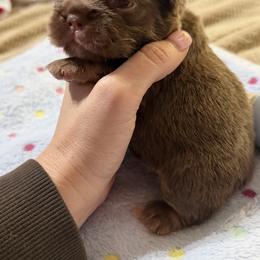 Teddy Ruxpin - Tricolors male French Bulldog puppy in Glendale, Arizona from Frenchiepuphub