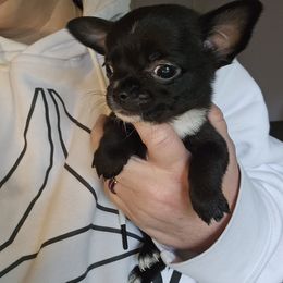 Maya - Black and white female Chihuahua puppy in Springfield, Missouri from Casadelopez Tails