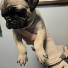 Boy 5 - Fawn male Pug puppy in Auburn, Kentucky from Prentice Family Pugs & Bugs