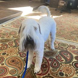 Annie - Soft Coated Wheaten Terrier