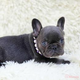 French Bulldog and Pekingese Puppies from SFLK