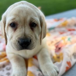 Purple collar - Yellow female Labrador Retriever puppy in Ledyard, Connecticut from Outback Stables