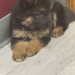 German Shepherd Puppies from Von Kingsburg Shepherds