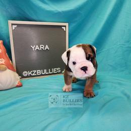 Yara - Red and white female Bulldog puppy in Hillsdale County, Michigan from KZ Bullies LLC