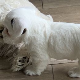 Sealyham Terrier Puppies from Sun Splashed