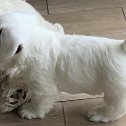Sealyham Terrier Puppies from Sun Splashed