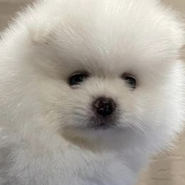 Pomeranians from Sun Flower Pom