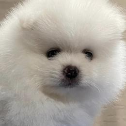 Pomeranians from Sun Flower Pom