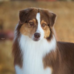 Beau - Australian Shepherd