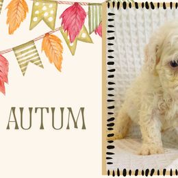 Autumn - White female Cavapoo puppy in Oak Island, North Carolina from Double Doodle Cavapoos