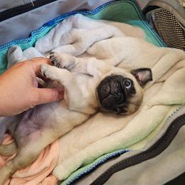 Baby boy - Fawn male Pug puppy in Kodak, Tennessee from My Princess Pugs