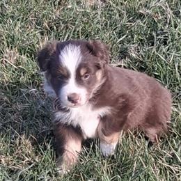 Jasper - Red tri male Miniature Australian Shepherd puppy in Hillsville, Virginia from Lottie's Mini Aussies