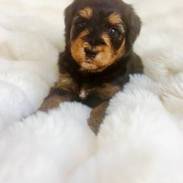 Athena - Blue merle female Aussiedoodle puppy in Norco, California from DLT MiniAussie