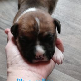 Boxer Puppies from Nikki's Boxers