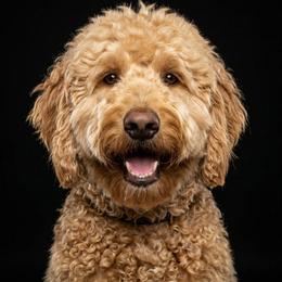 Zoë - Goldendoodle
