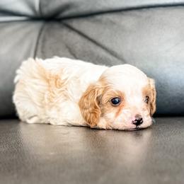 Copper - Blenheim male Cavapoo puppy in Saint George, Utah from Fitzdoodles