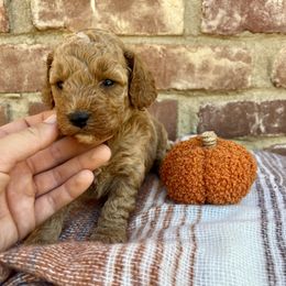 Hunter - Red male Cavapoo puppy in Redding, California from Lipscomb Doodles