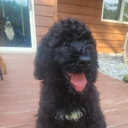 Max - Black and white male Bernedoodle puppy in Columbia, Missouri from Silver Creek Pups