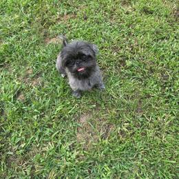 Izzy - Silver female Shih Tzu puppy in Walkertown, North Carolina from Lil’ Bit’s Shih Tzu