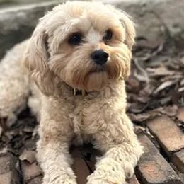 Wrigley - Cavapoo