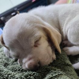 Basset Hound Puppies from Violet Lane Basset Hounds