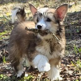 Shelby - Sable female Chinese Crested puppy in Hernando, Florida from Bent Oak Chines Cresteds