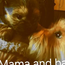 Faun - Yorkshire Terrier