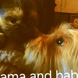Faun - Yorkshire Terrier