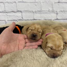 Second Pick Female - Yellow female Labrador Retriever puppy in Edgewood, New Mexico from Pageant Paws LLC