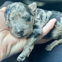 Merle - Merle male Goldendoodle puppy in Jackson, Michigan from Surrey Lane Doodles