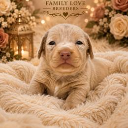 Prince - Dapple male Dachshund puppy in Chino Valley, Arizona from Dachshund Family Love Breeders