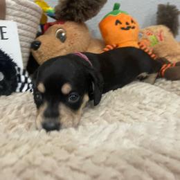 Sarah     Pet only - Black and cream female Dachshund puppy in Bullard, Texas from Mimidachs of Texas
