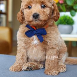 Ridge - Red  male Goldendoodle puppy in Salado, Texas from Red Ranch Dogs