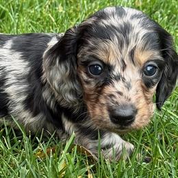 Truffle - Dapple male Dachshund puppy in Salem, Oregon from Longdox Mini Dachshunds
