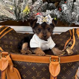 Coco Chanel - Black and tan female Yorkshire Terrier puppy in North Chelmsford, Massachusetts from Coastal Yorkshire Terrier Yorkies & Biewer Terriers