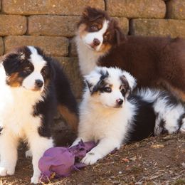 Australian Shepherds from PennOak
